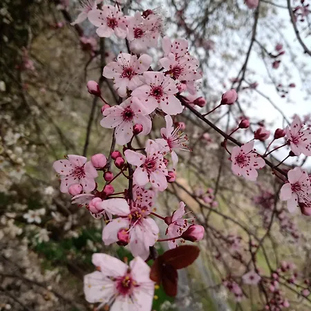 Bed & Breakfast Nicole