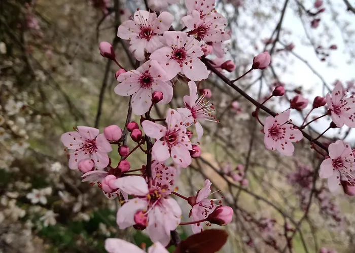 Nocleg ze śniadaniem Nicole