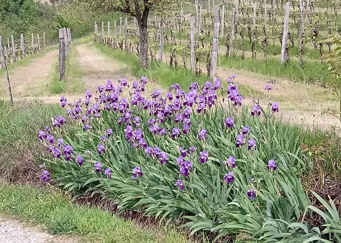 Nicole Nocleg ze śniadaniem Ponti