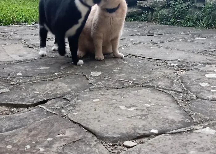Oda ve Kahvaltı Nicole Ponti